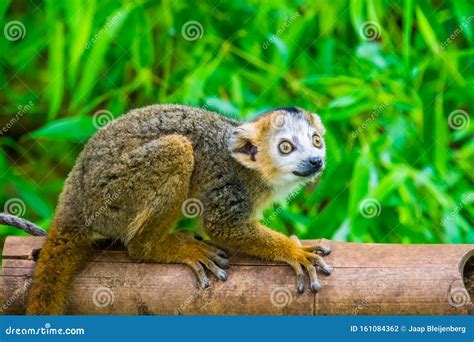 Closeup of a Crowned Lemur, Adorable Monkey, Endangered Animal Specie ...