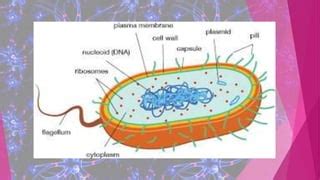 Image result for Course Prokaryotes
