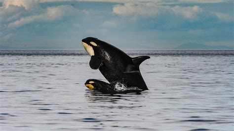 Orca Eating Man
