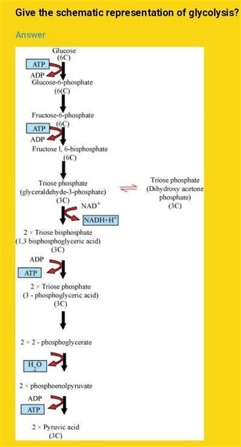 Write the schematic representation of glycolysis - Brainly.in