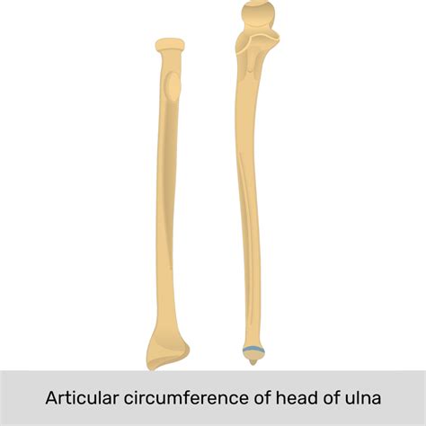 Unlabeled Radius And Ulna