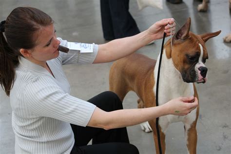 IABCAs 2025 Rocky Mountain Sieger Intl All-Breed & Rare Breed DOG SHOW ...