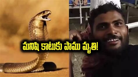 మనిషిని కరిచి చనిపోయిన పాము,Snake Bite: ఇదెక్కడి విడ్డూరం.. వ్యక్తిని ...