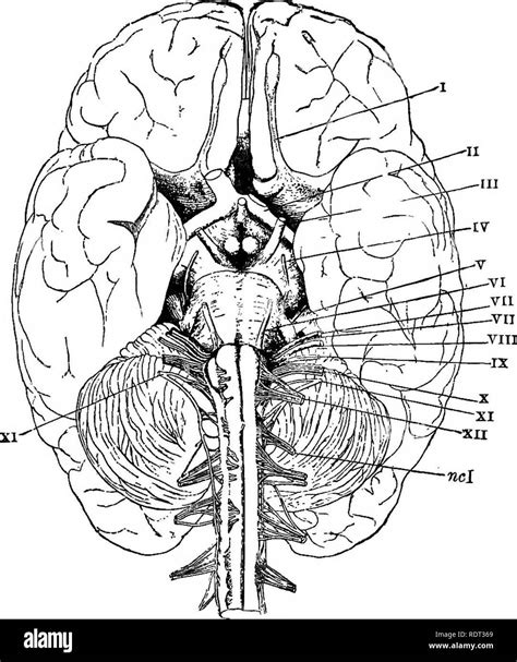 Ventral View Of Brain With Cranial Nerves Cranial Nerves