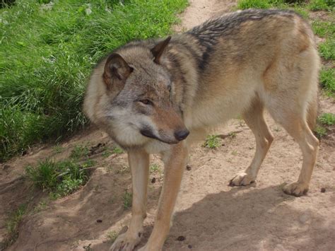 Image result for Lone Wolves