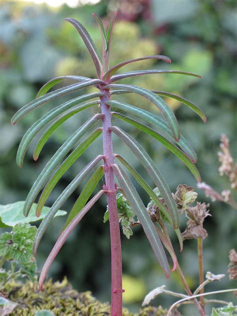 EUPHORBIA LATHYRIS Seeds *FREE Shipping!* Gopher Spurge, Caper Spurge, Paper Spurge, Mole Plant ...