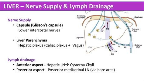 Abdomen Anatomy - Made Easy | PPTX
