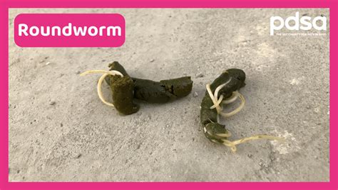 Whipworm In Dogs Poop