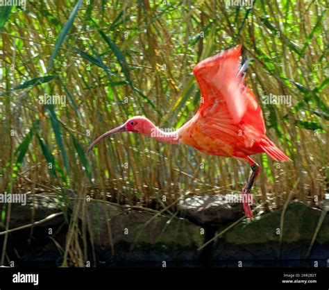 Scarlet ibises (Eudocimus ruber), flying, captive, occurrence northern ...