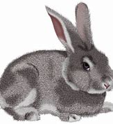 Image result for Cute Animals Bunny