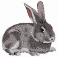 Image result for Rabbit Artwork
