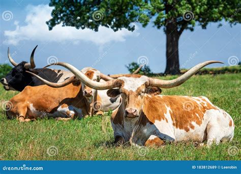 Texas Longhorn Cattle in the Spring Pasture Stock Image - Image of ...