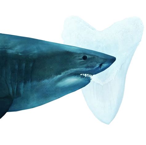 合众社：研究指巨齿鲨是海洋食物链顶级王者 能吃掉任何动物包括自相残杀_滚动_中国小康网