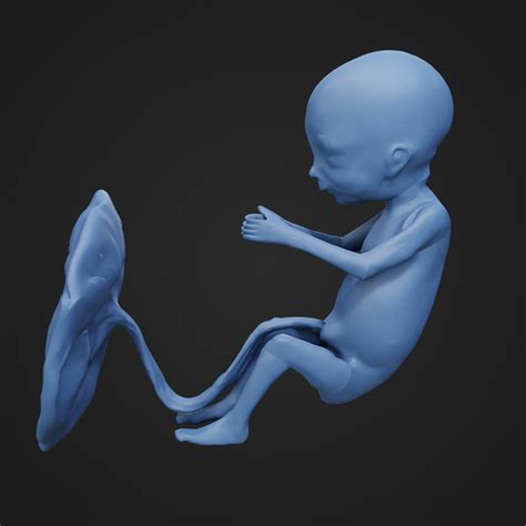 STL file 18 weeks fetus・3D printer model to download・Cults