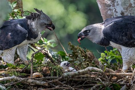 The heroic effort in the Amazon to save the harpy eagle from ...