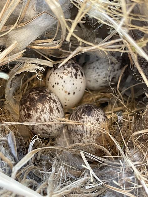 House Sparrow Eggs at Dominic Chumleigh blog
