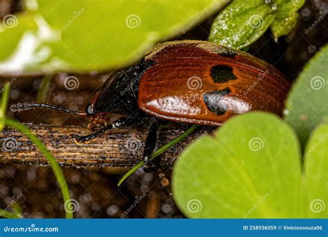 Adult Pleasing Fungus Beetle Stock Image - Image of insecta, fungus: 258936059
