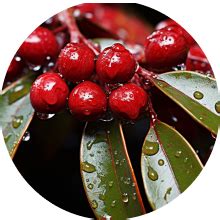 Avimee Herbal Ortho CP Body Massage Oil | Helps Relieve All Types of ...