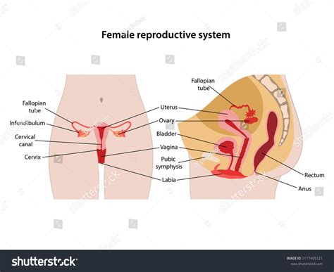 Image result for Female Reproductive System Main Organs