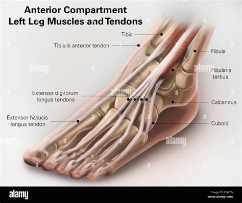 Leg Anterior Compartment Muscles