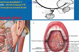 Image result for sublingual