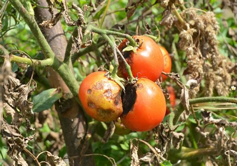 Phytophthora blight - Prevention, Control and Damage