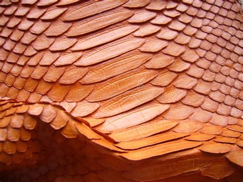 Red skin of python snake. stock image. Image of scales - 206317771