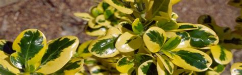 Coprosma Gold Splash - Gardening Solutionz
