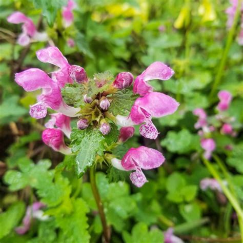 Purple Dead Nettle Uses: Proven and Traditional Benefits - GardensAll