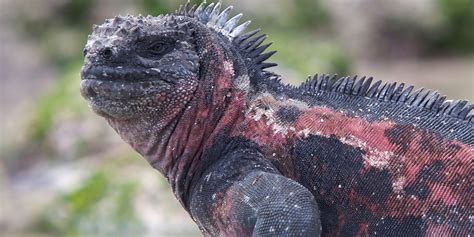 What Do Iguanas Taste Like at Deloris Colvin blog