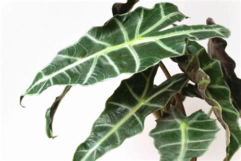 12 Tropical Plants for Growing Indoors