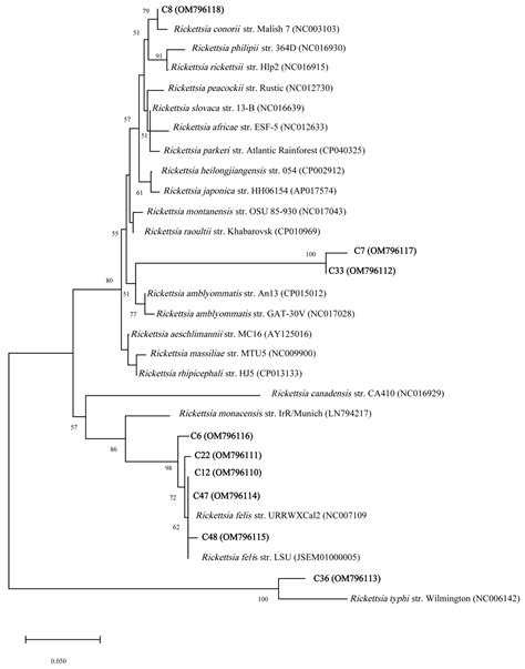 Rickettsia felis and Other Rickettsia Species in Chigger Mites ...