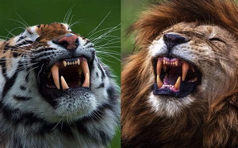 老虎和狮子谁会赢？结果出乎你的意料,自然,动物,好看视频