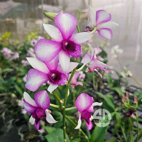 All Dendrobiums
