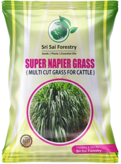 SRI SAI FORESTRY Super Napier Grass Seeds High Yield, Multi Cut Grass ...