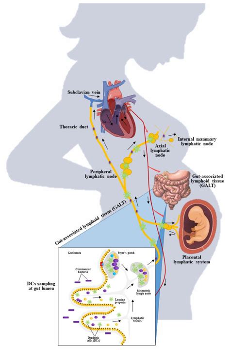 An Insight into Probiotics Bio-Route: Translocation from the Mother’s ...