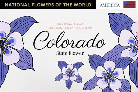 Colorado State Flower Graphic by Hanatist Studio · Creative Fabrica