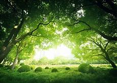 Tree Photography Backdrop by 7x5ft Green Forest Tree Photo Background Tree Photography Backdrop
