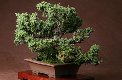 An Essential Guide to Growing and Caring for Juniper Bonsai Trees