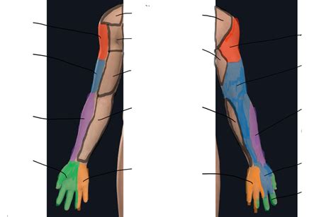 Peripheral Nerve Distribution 的图像结果