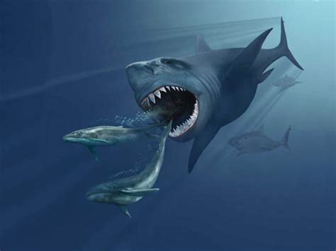 How Great White sharks killed off Megalodons, the biggest sharks to ...