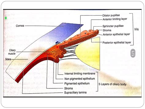 Anatomy of uvea tract(iris, ciliary body and choroid) | PPTX