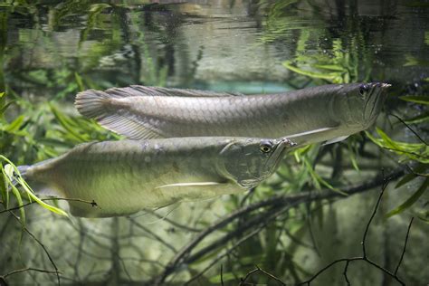 Arowana Fish Price