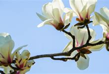 玉兰花，是最美的春日诗词 - 知乎