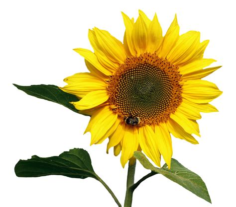 Sunflower, Sunflowers PNG Bouquet Transparent Images Free Download ...