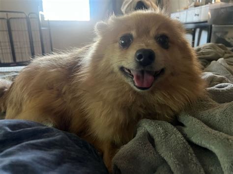 Dog for Adoption - Abby, a Pomeranian in Minerva, OH | Alpha Paw