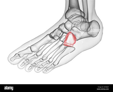 Foot Bones Cuboid at Katherine Shelton blog