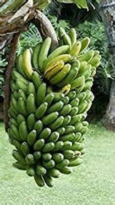 YourPlant Banana Plant Price in India - Buy YourPlant Banana Plant ...