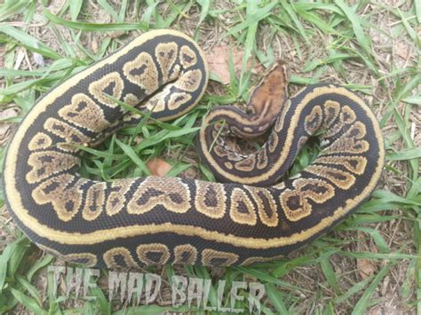 Image result for Red Spectrum Ball Python