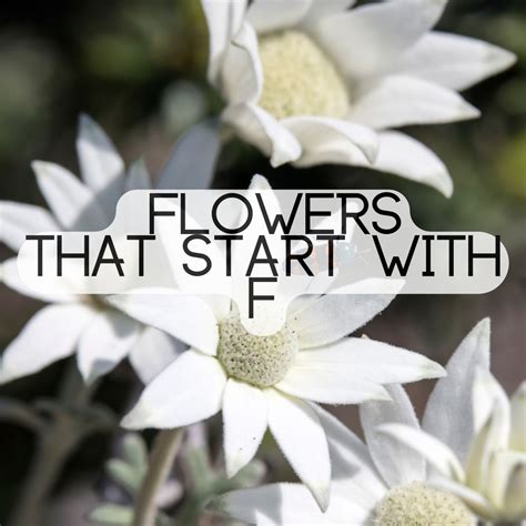 Flowers That Start With The Letter F | The Rex Garden